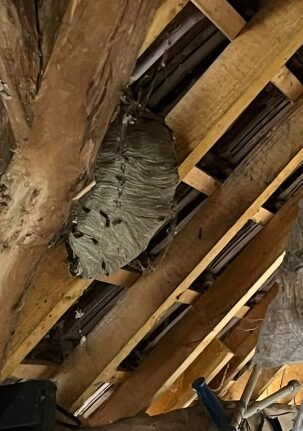 intervention-guepes-nid-morvan (1)